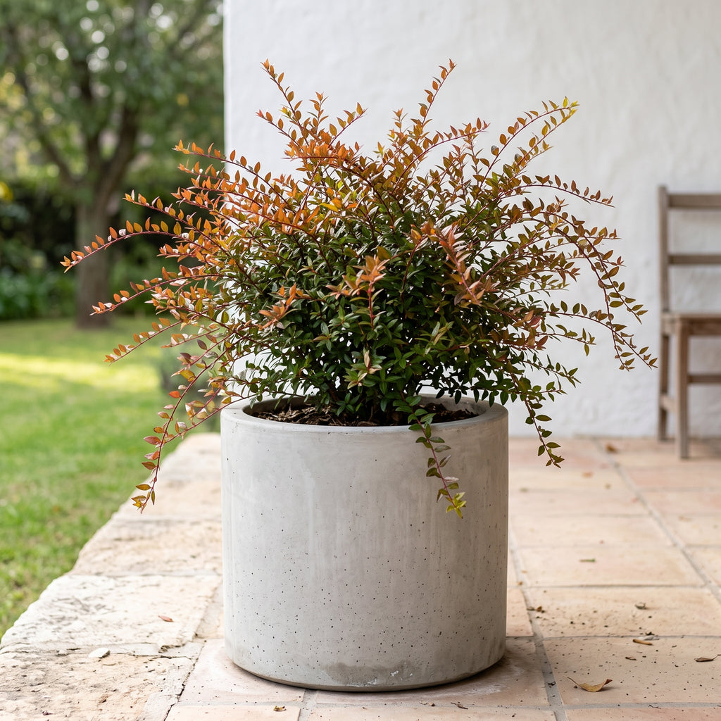 Abelia — foto 3
