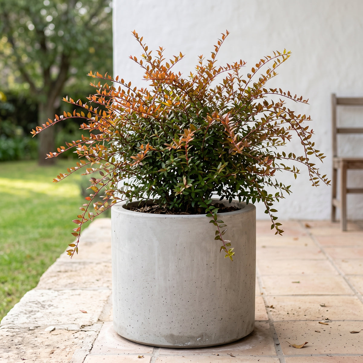 Abelia — foto 3