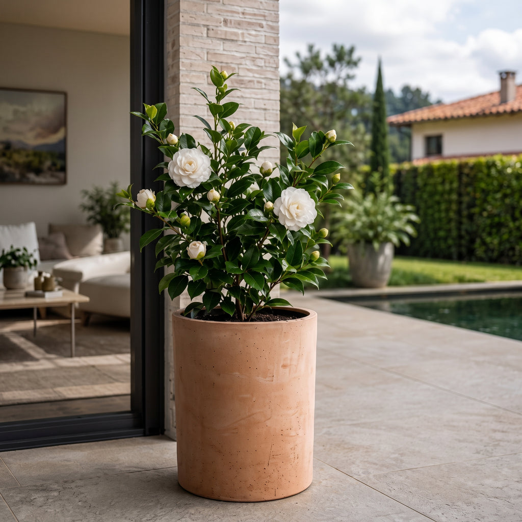 Camelia blanca — foto 3