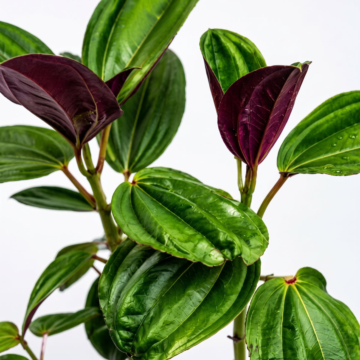 Amarrabollo morado — foto 2