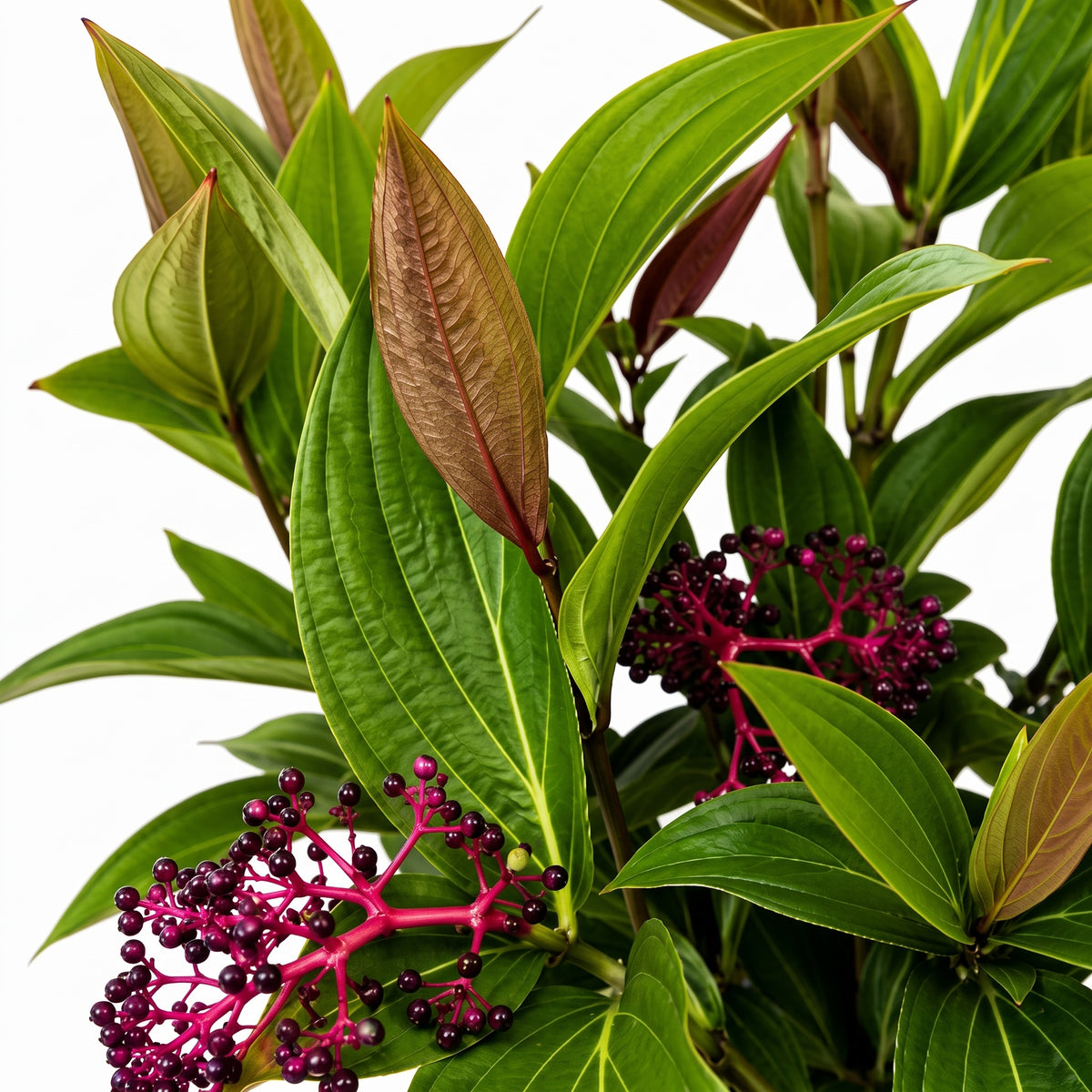 Medinilla o perlas de mallorca — foto 2