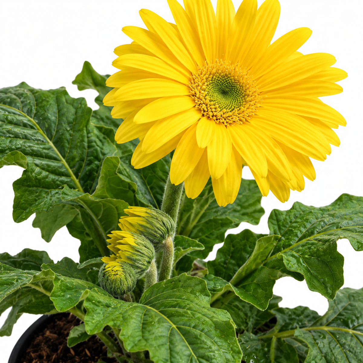 Gerbera — foto 2