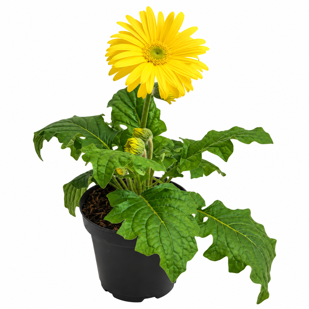 Gerbera