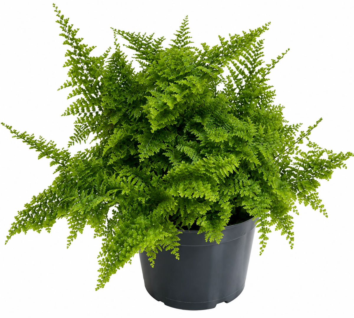 Helecho aliento