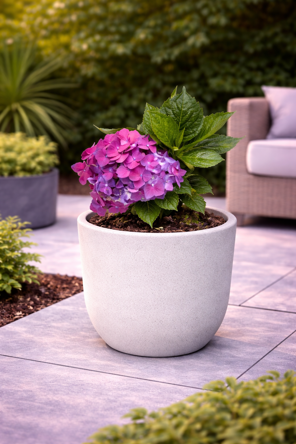 Hortensia holandesa