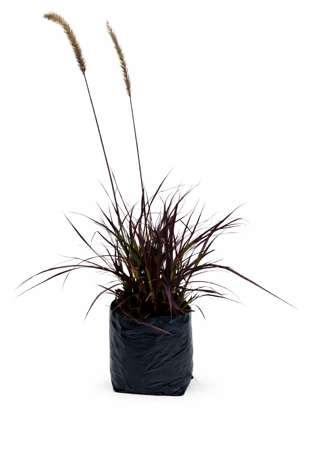 Pennisetum morado