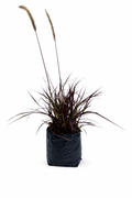 Pennisetum morado