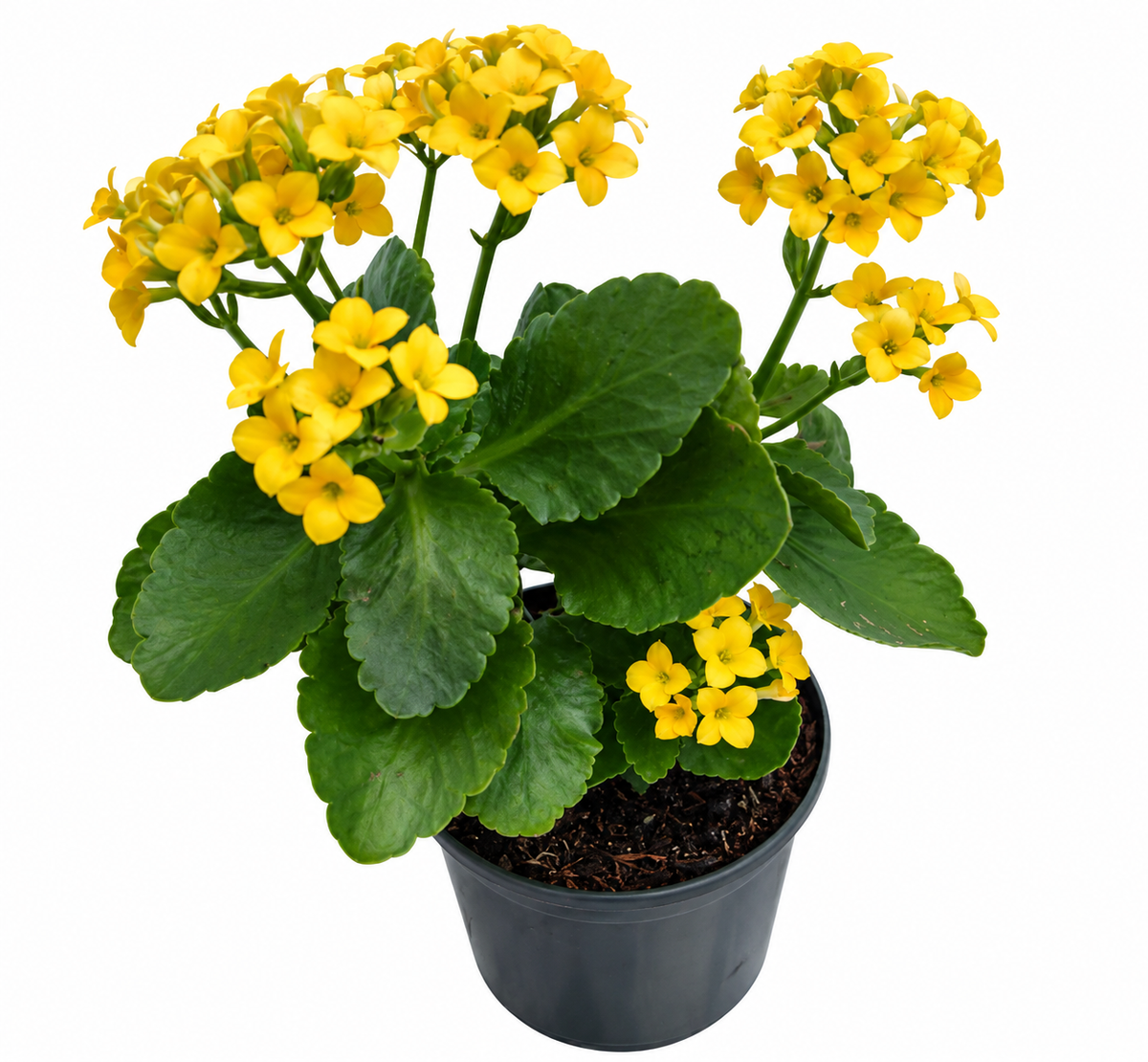 Kalanchoe
