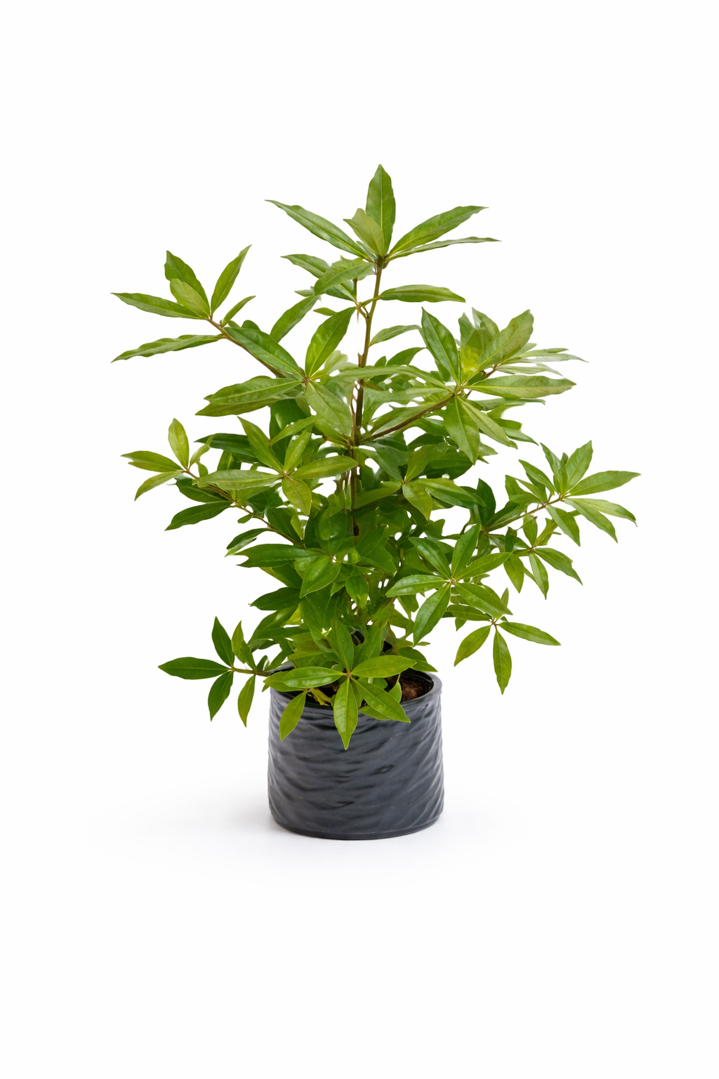 Roble