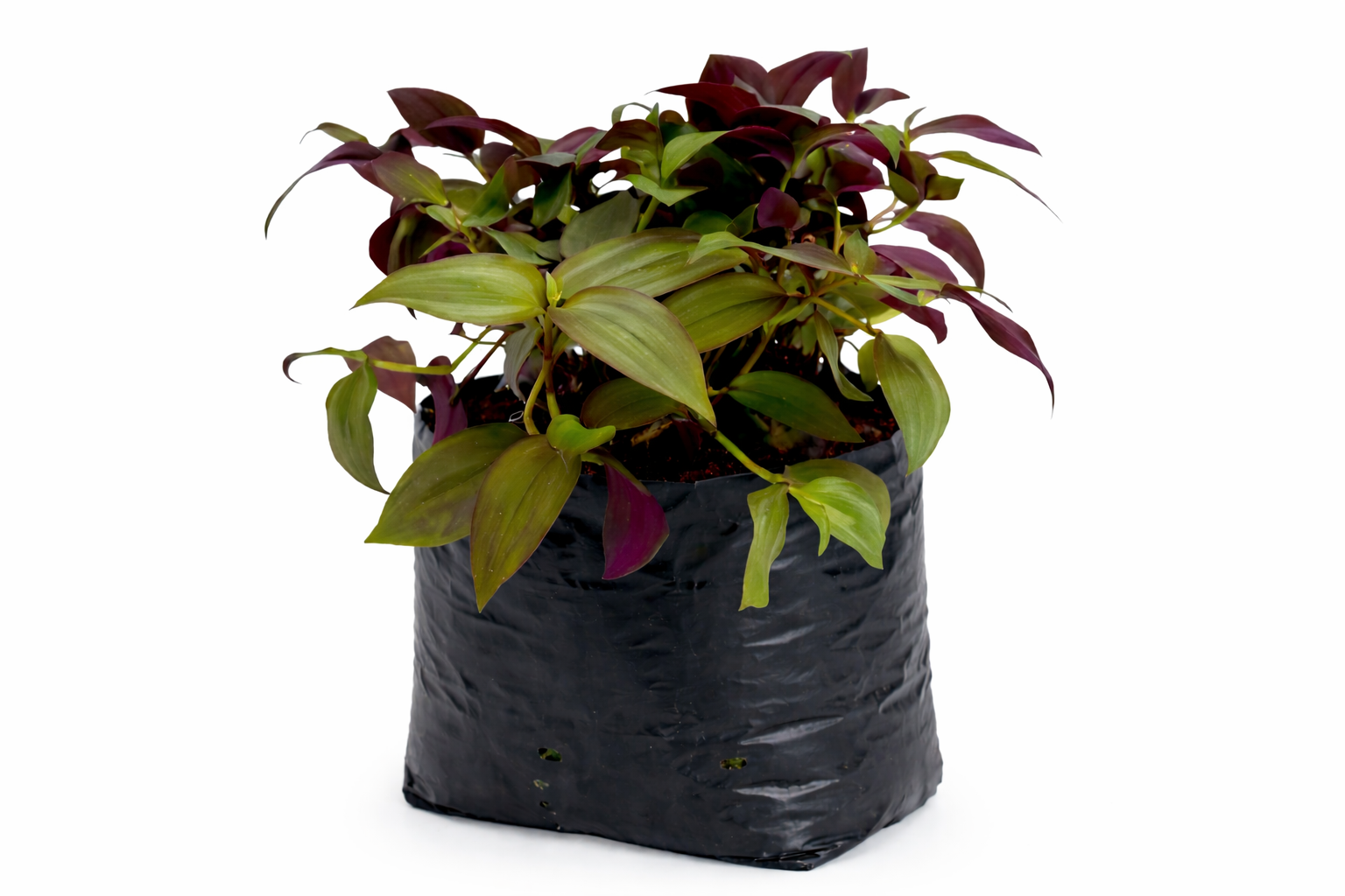Panameña morada