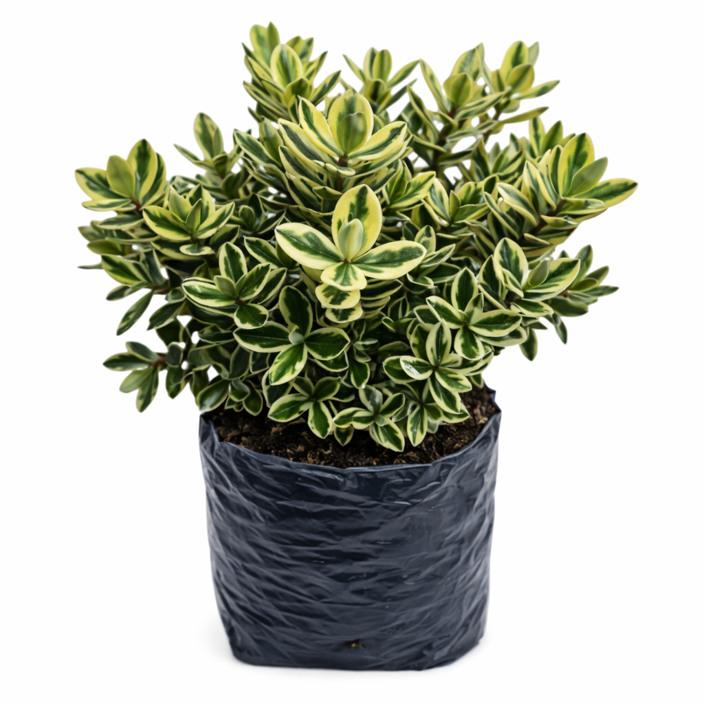 Hebe variegado