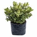 Hebe variegado