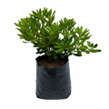 Phitusporum verde