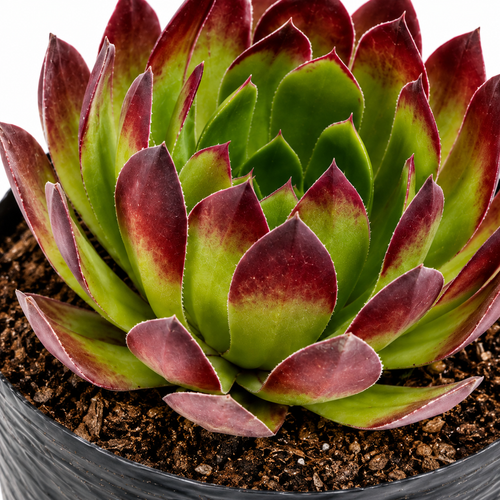 Limonium o siempreviva — foto 2