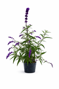 Salvia mexicana