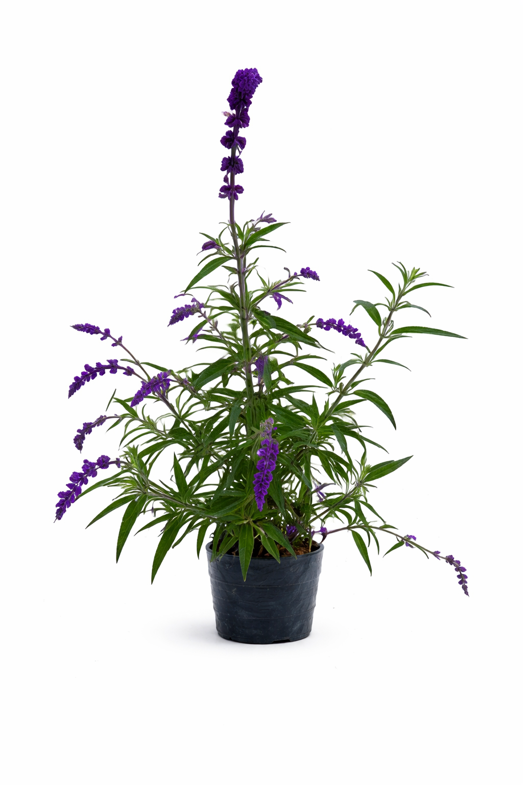 Salvia mexicana
