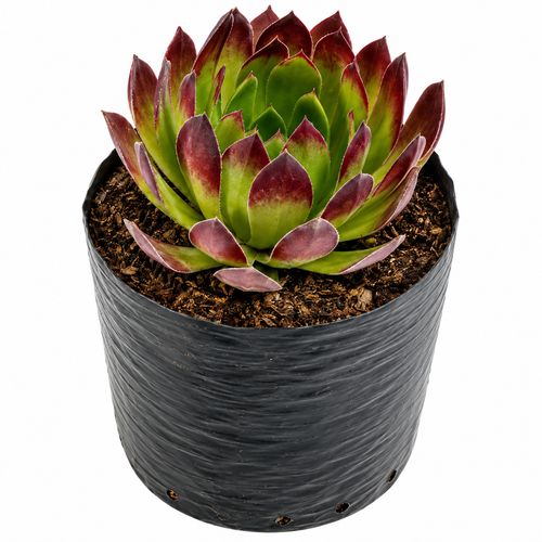 Limonium o siempreviva