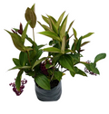 Medinilla o perlas de mallorca