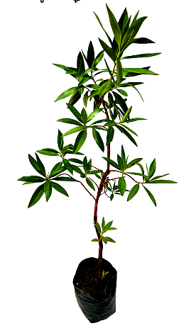 Mangle tierra fria