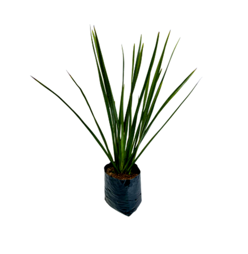 Lino verde