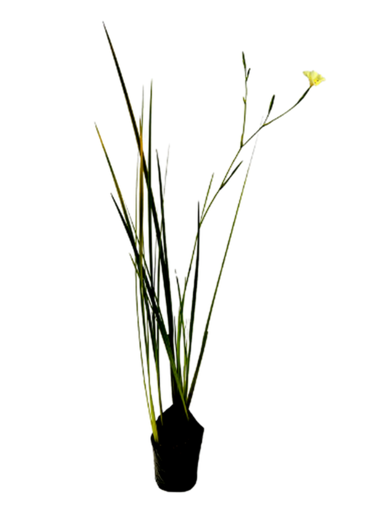 Lirio de paramo blanco