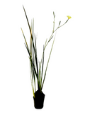 Lirio de paramo blanco