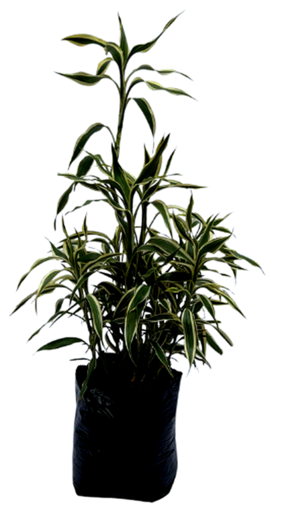 Lucky bamboo variegado