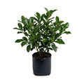 Viburnum
