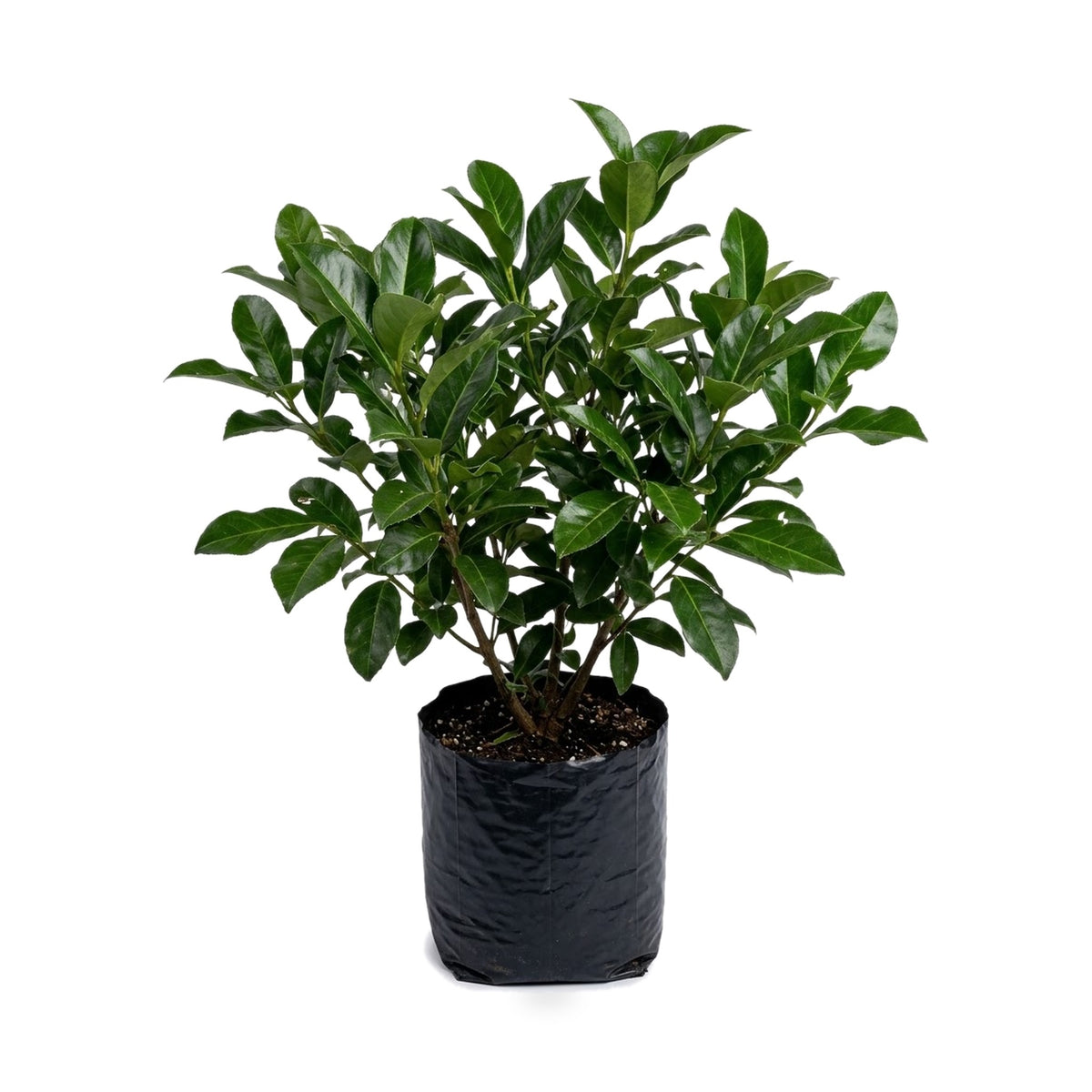 Viburnum