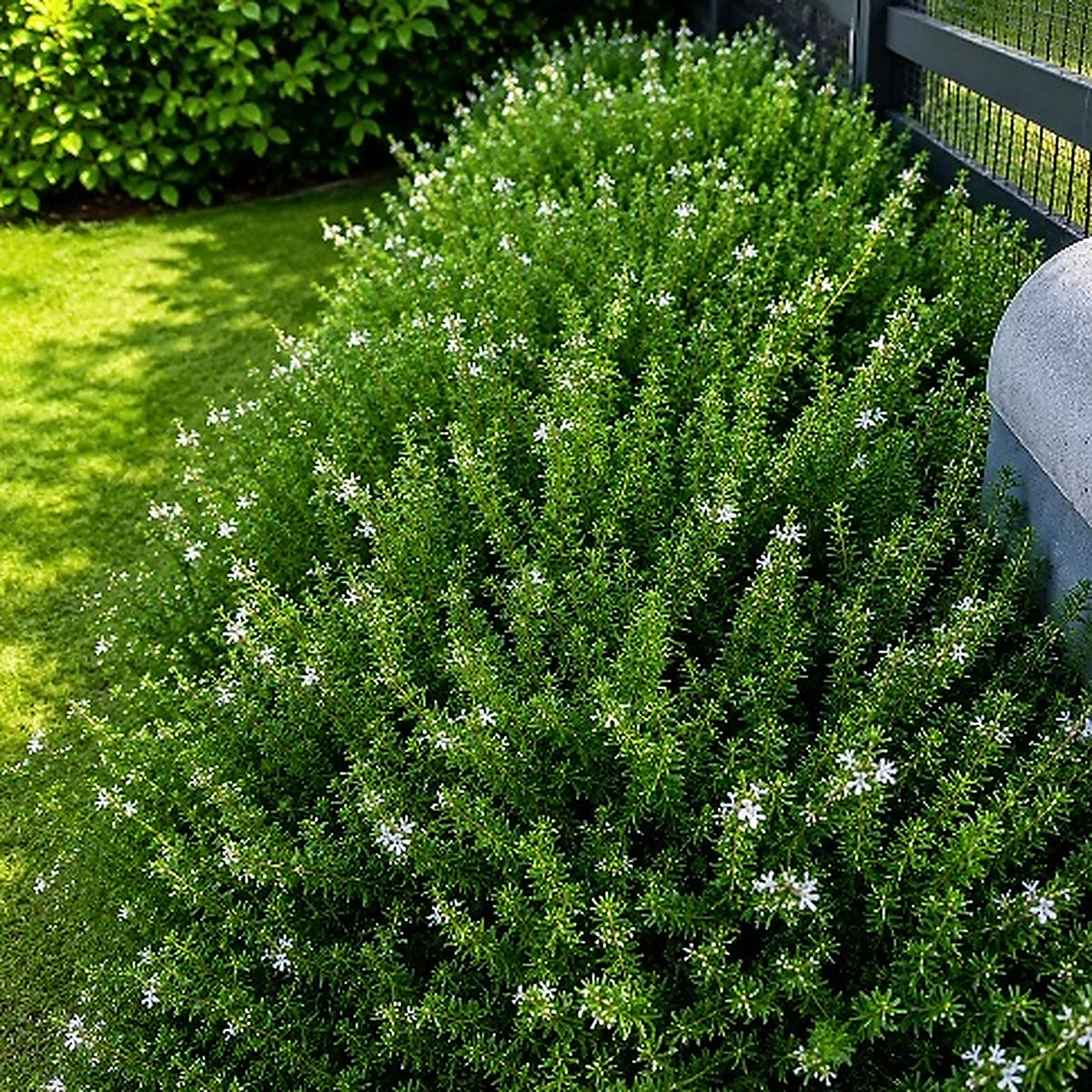 Westringia — foto 3